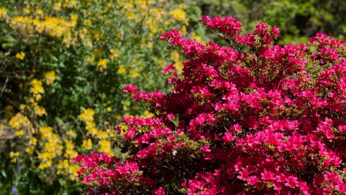 Pink and yellow Rhododendrons in bloom